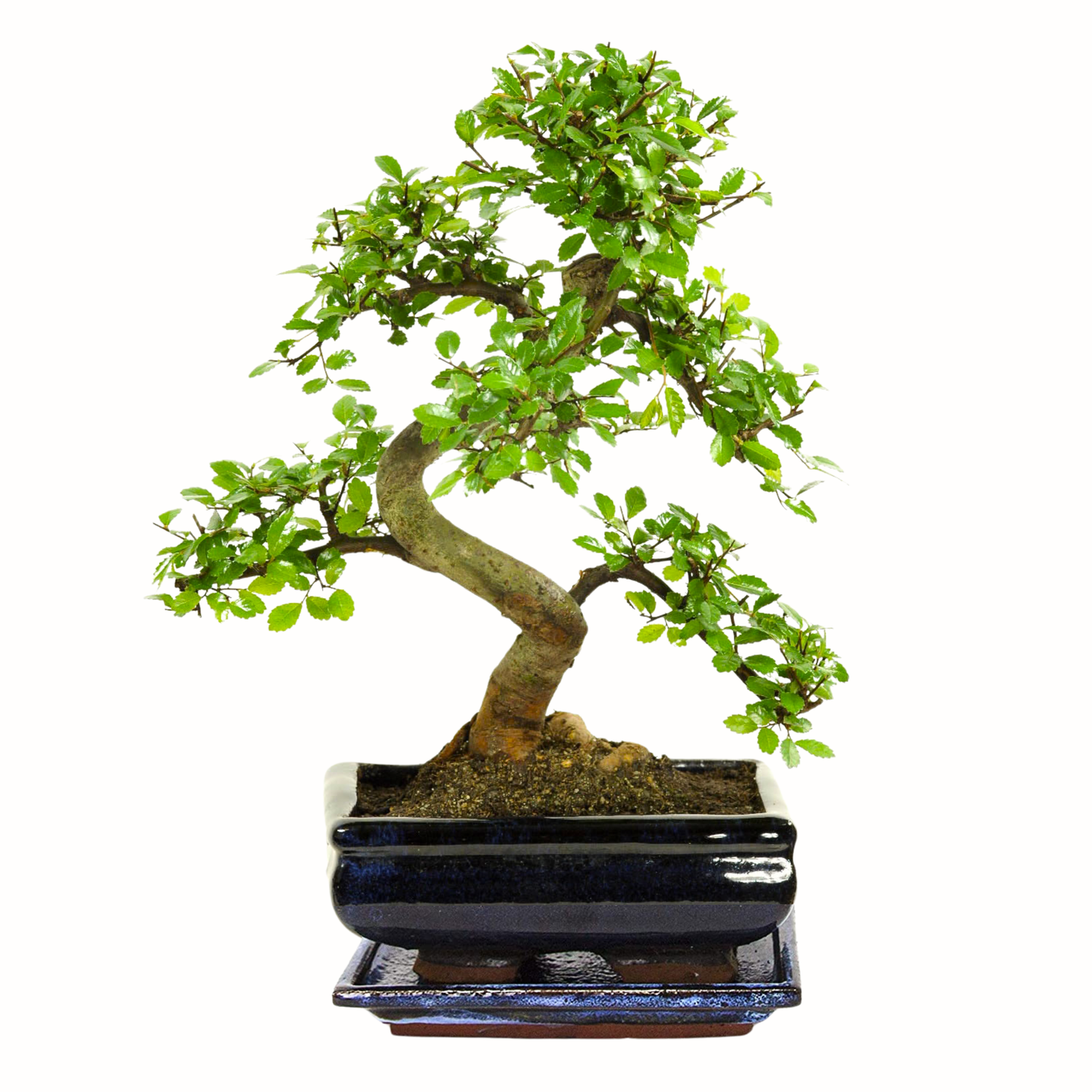 Chinesische Ulmus parvifolia Bonsai P20 S