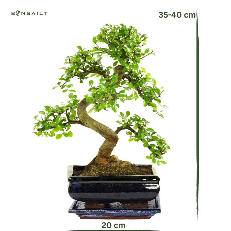 Chinesische Ulmus parvifolia Bonsai P20 S