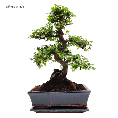 Chinese elm Bonsai P25 S