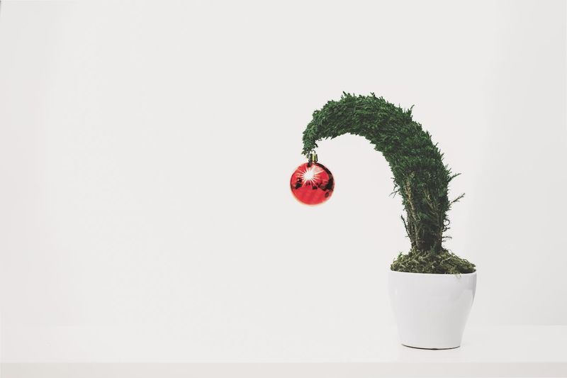 Bonsai als Geschenk
