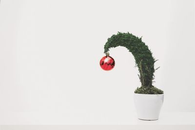 Bonsai als Geschenk