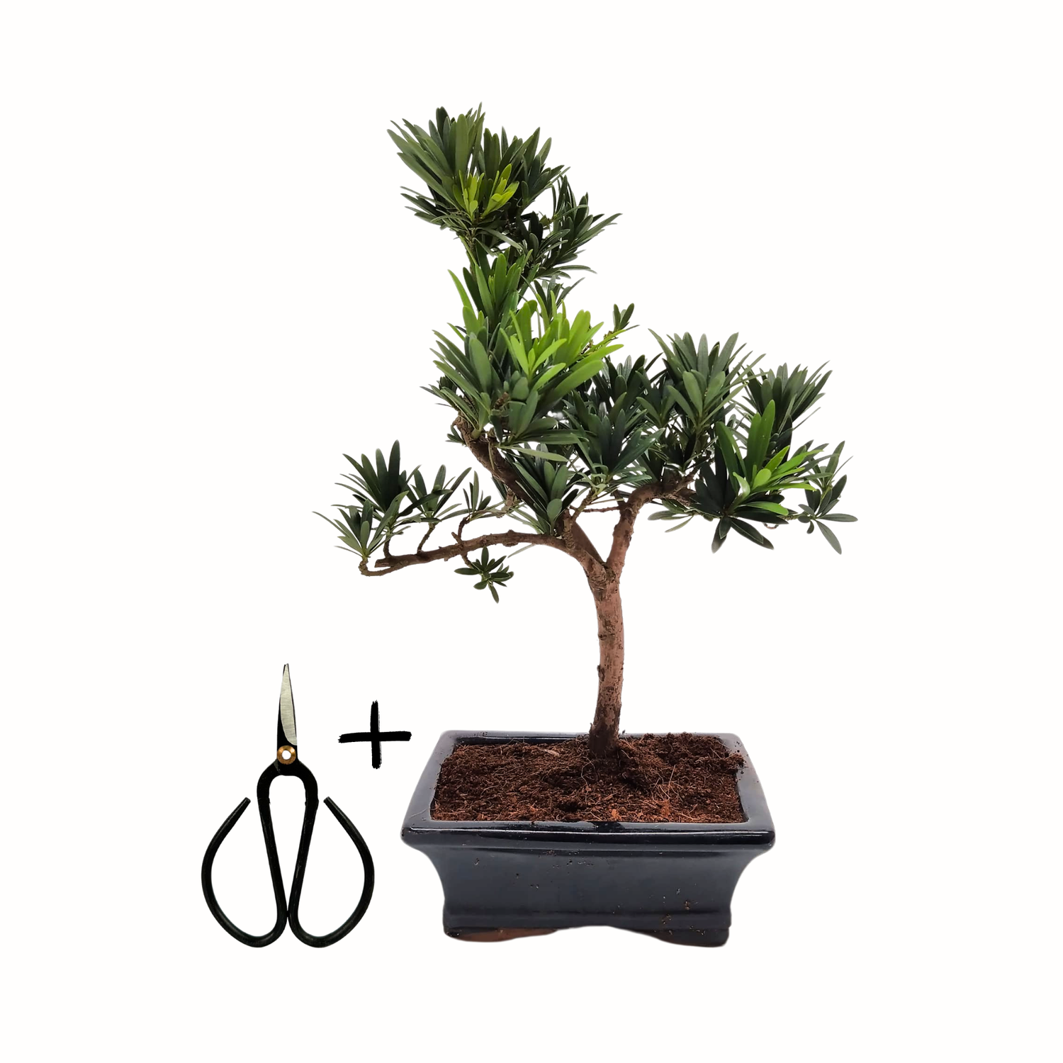 Podocarpus Bonsai (6-7 Jahre) im 15 cm Topf inkl. Bonsai-Schere – Perfektes Starter-Set für Einsteiger