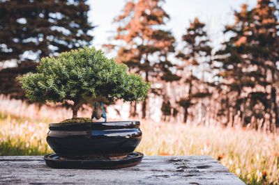 Bonsai Standort: Wo platziert man die Pflanze am besten?