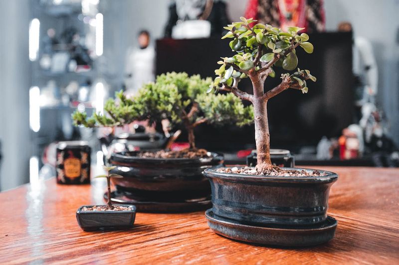 Bonsai fr Anfnger: Tipps und pflegeleichte Bume