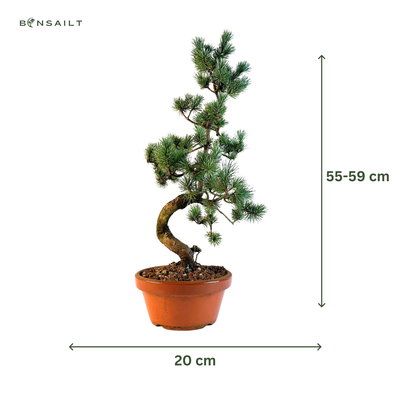 Japan Weißer Kiefer Bonsai Pinus P20