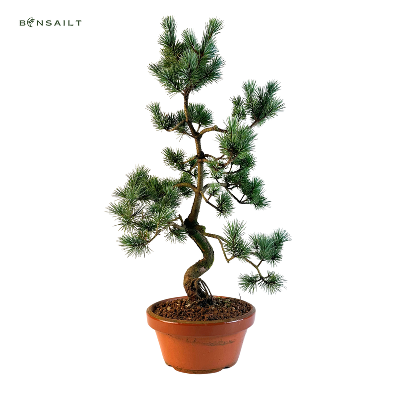 Japan Weißer Kiefer Bonsai Pinus P20