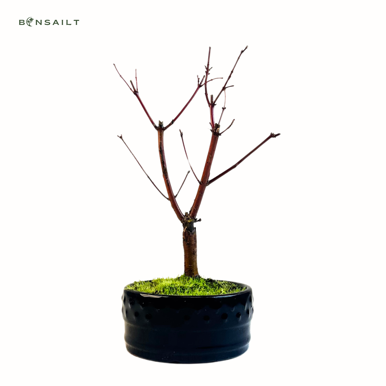 Ahorne Deshojo Bonsai- Acer Bonsai Baum P12