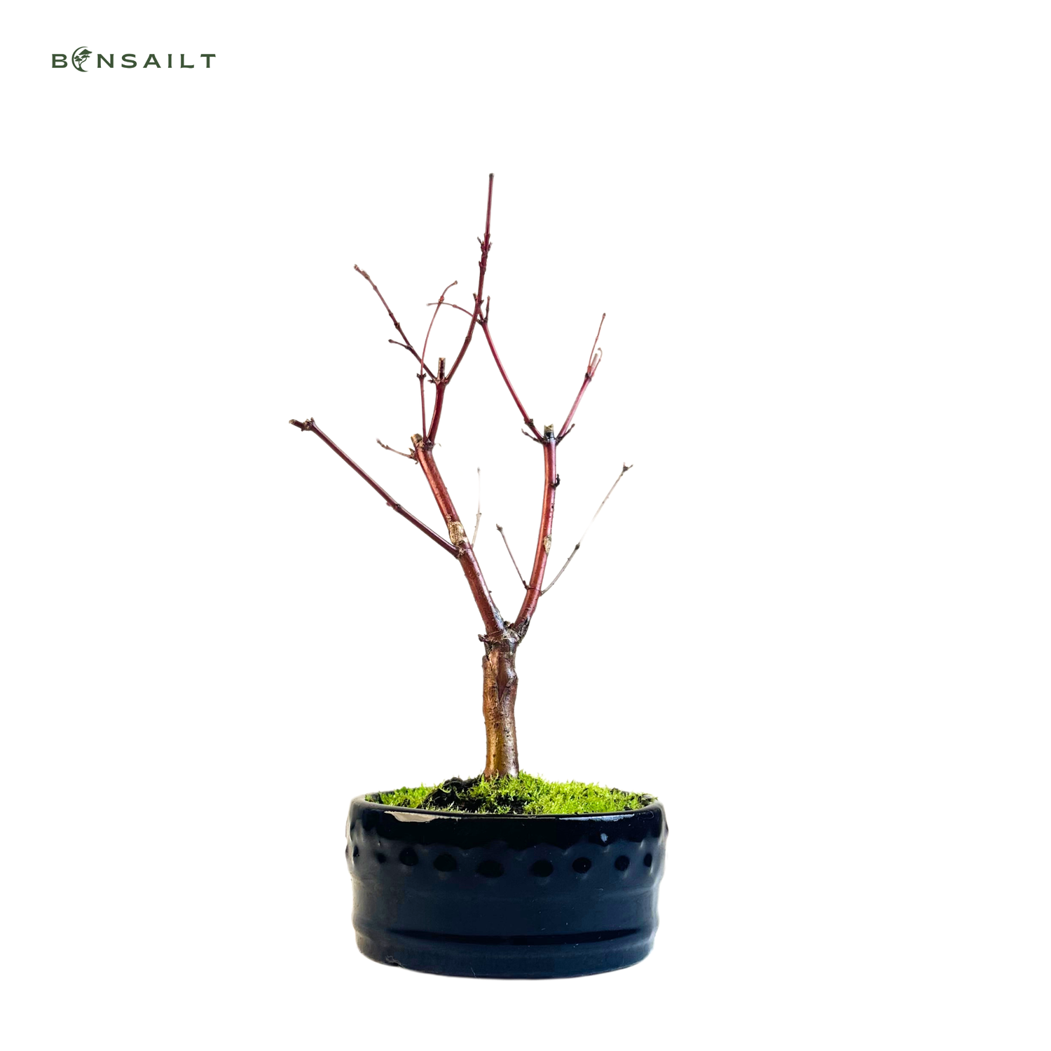 Ahorne Deshojo Bonsai- Acer Bonsai Baum P12