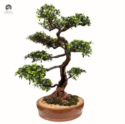 Kiefer Bonsai Erstgestaltung und Pflege