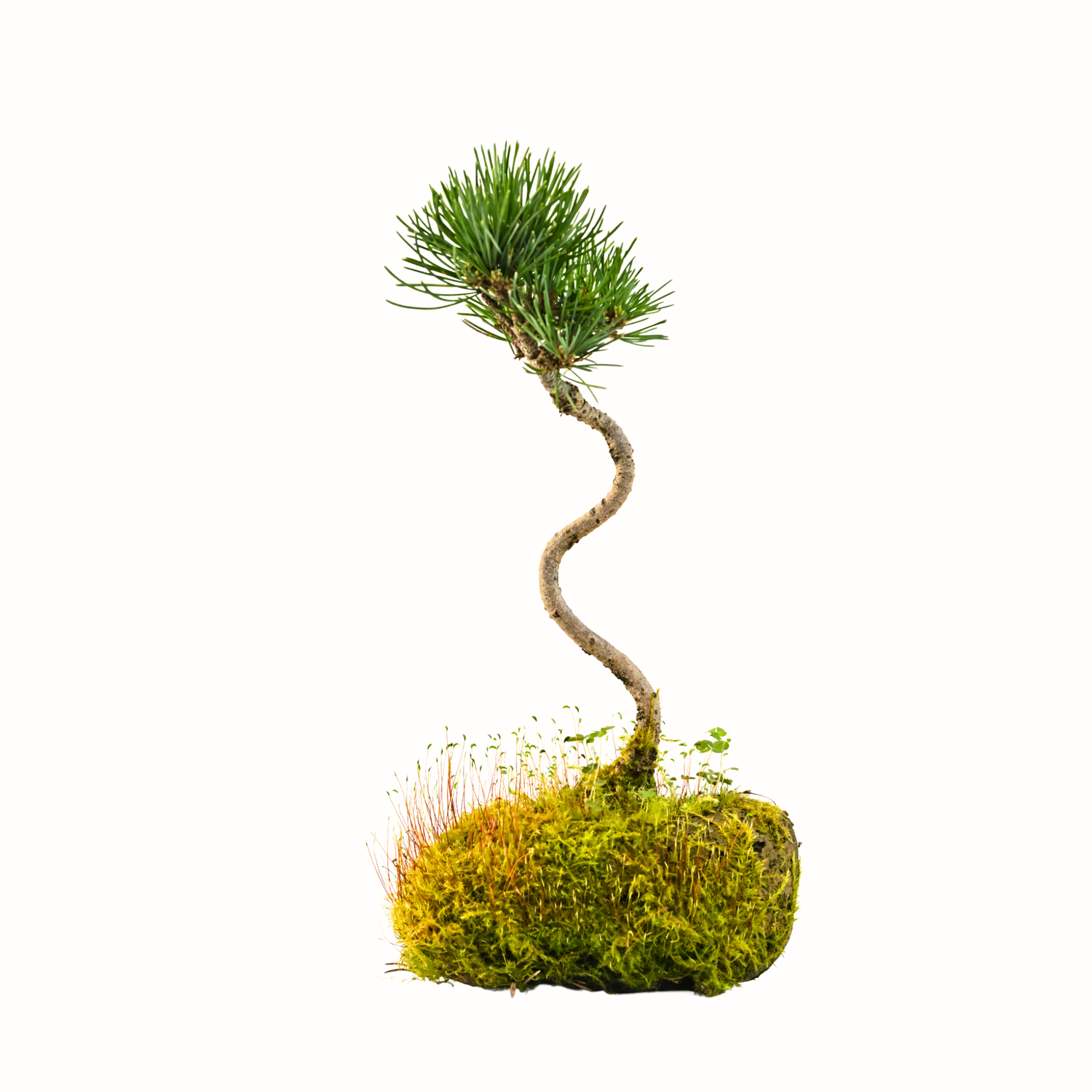 Japan Weißer Kiefer Bonsai Pinus P11