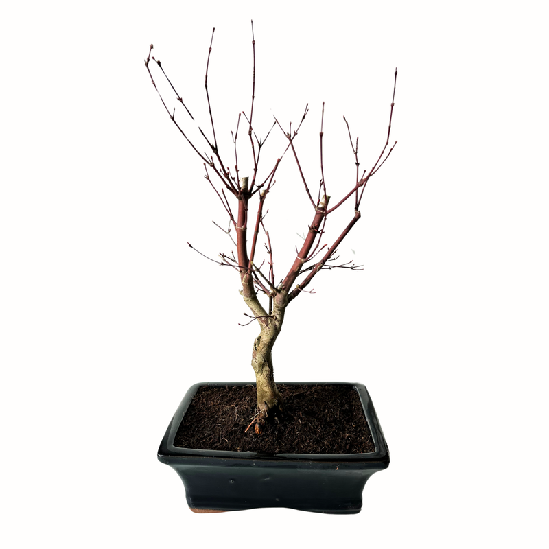 Ahorne Deshojo Bonsai - Acer Bonsai baum P20