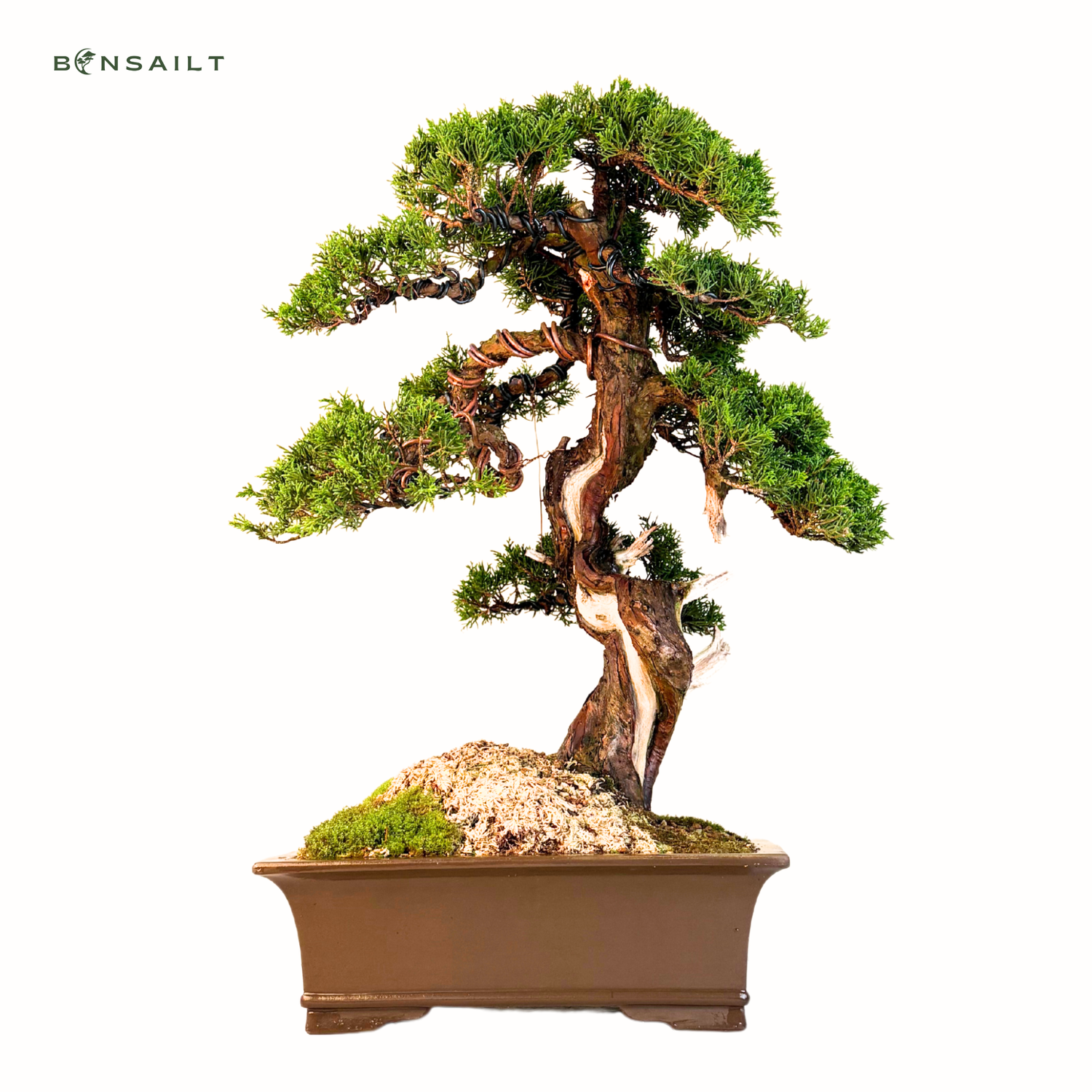 Wacholder bonsai - Juniper Chinesis Itoigawa aus Japan  A