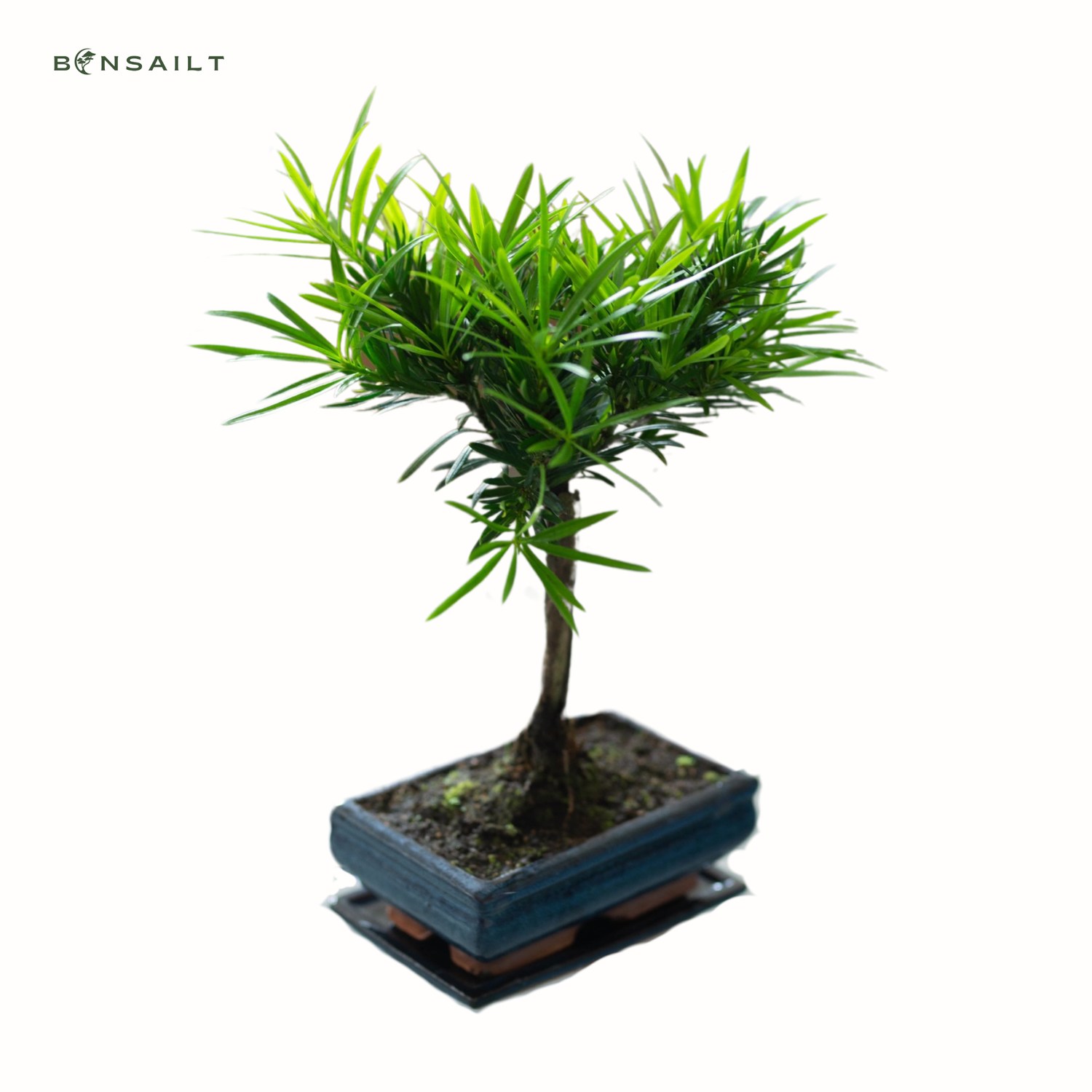 Podocarpus Bonsai Buddhistische Kiefer bonsai  P20