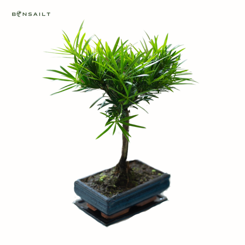 Podocarpus Bonsai Buddhistische Kiefer bonsai  P20