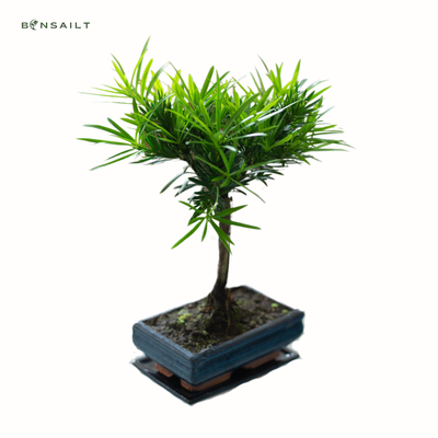 Podocarpus Bonsai Buddhistische Kiefer bonsai  P20