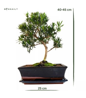 Podocarpus Bonsai Buddhistische Kiefer bonsai  P20 S