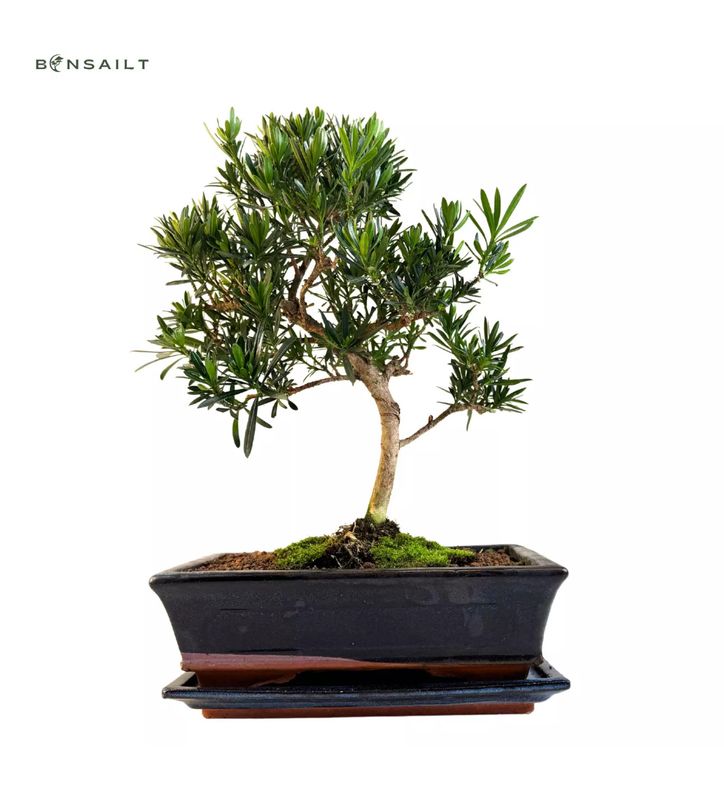 Podocarpus Bonsai Buddhistische Kiefer bonsai  P20 S