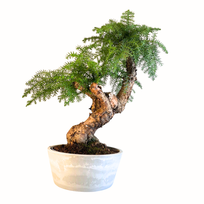 Araucaria Cunninghsmii P25