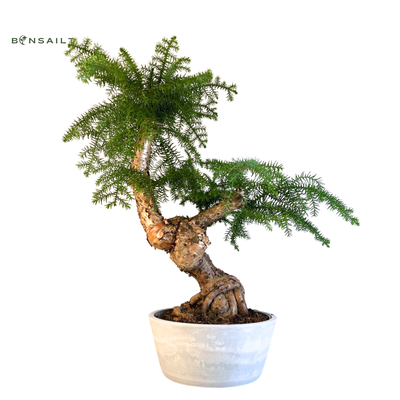 Araucaria Cunninghsmii P25