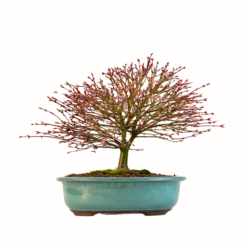 Bonsai Fächerahorn (Kiyohime) Japanese maple