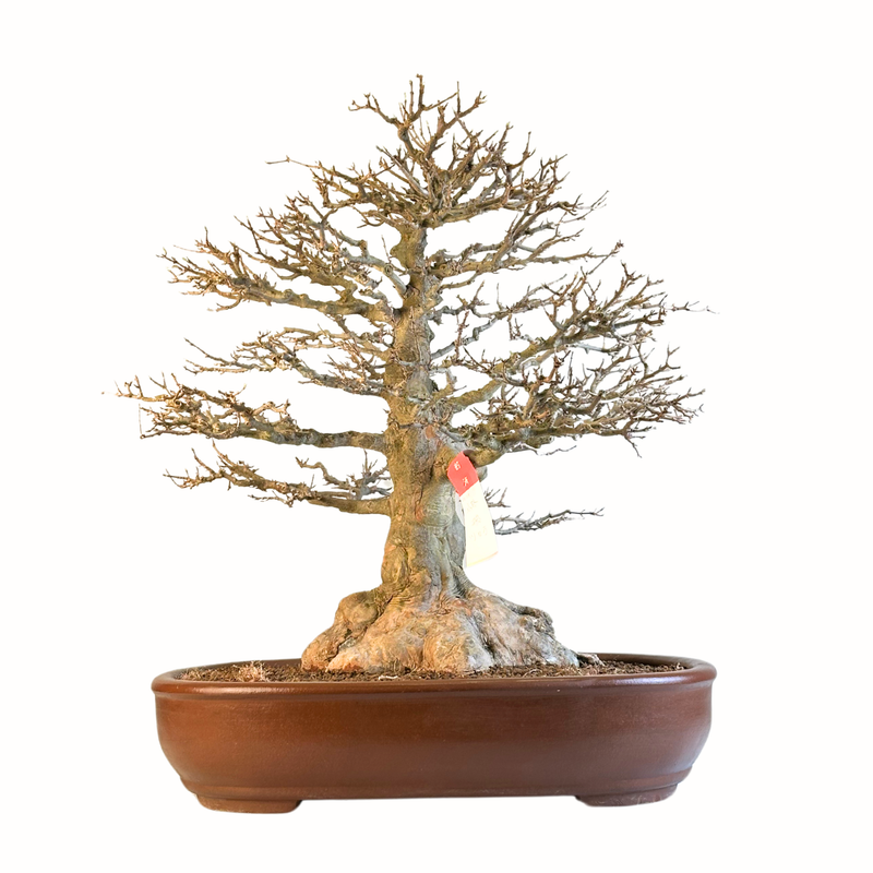 Dreispitzahorn Bonsai auf dem Felsen (Acer buergerianum) aus Japan