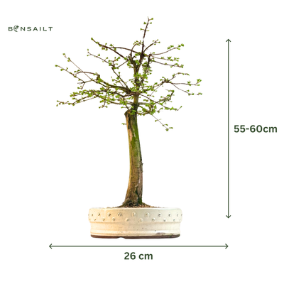 Metasequoia Bonsai  26 cm topf