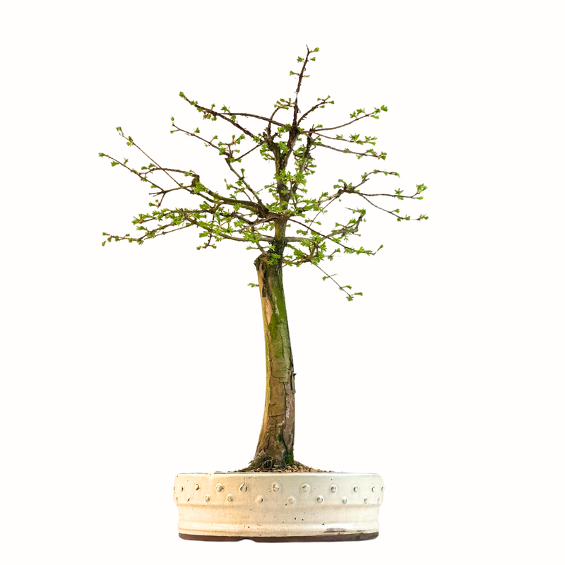 Metasequoia Bonsai  26 cm topf