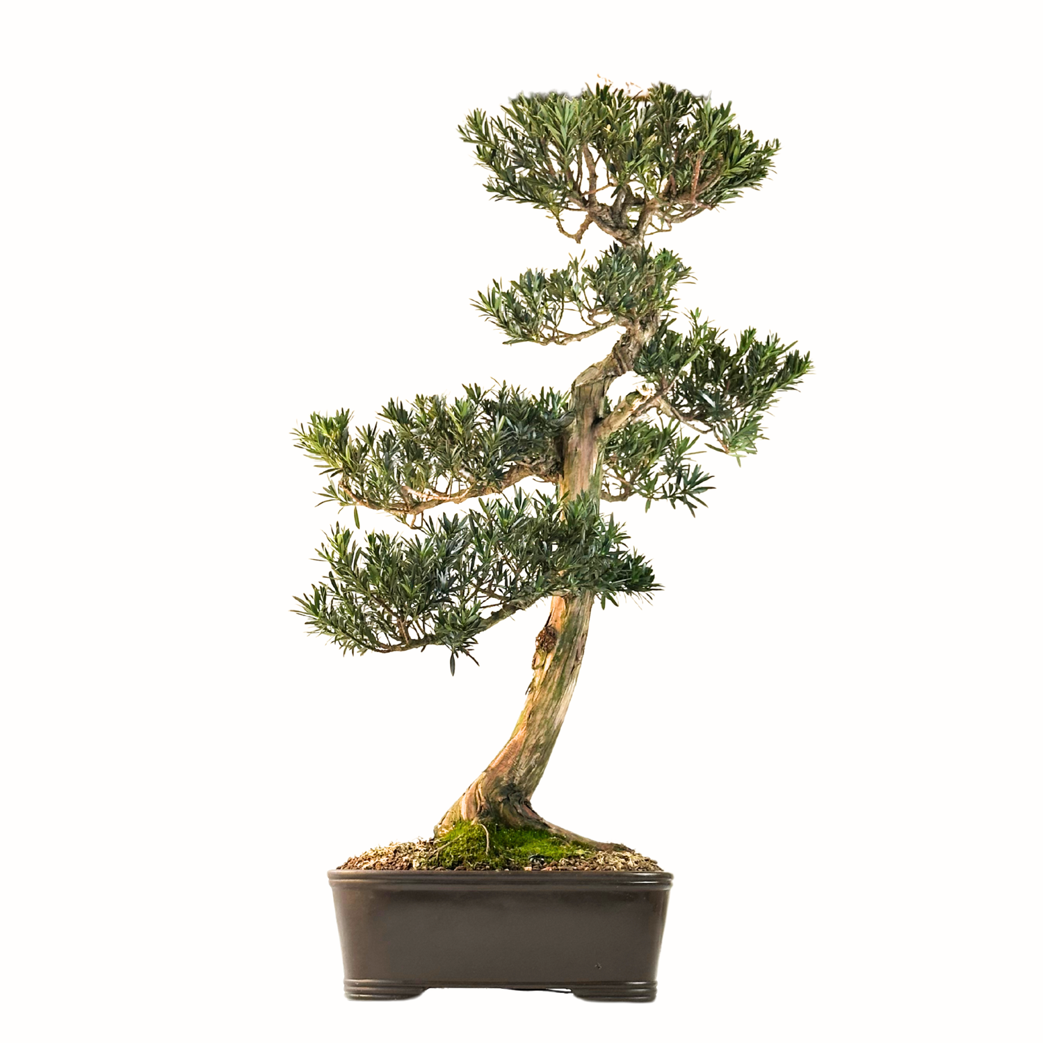Podocarpus Bonsai Buddhistische Kiefer bonsai  P38 XL