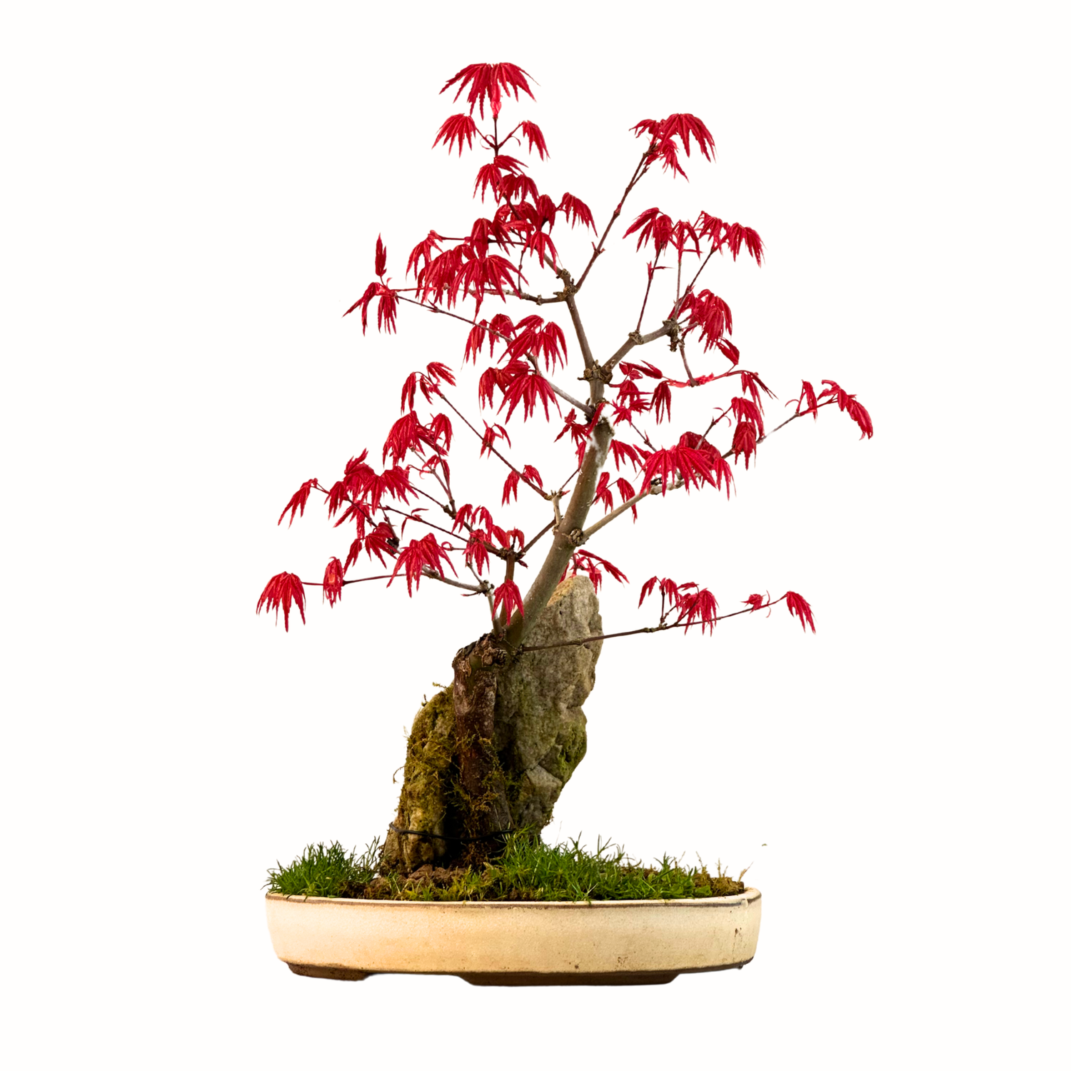 Deshojo Ahorn Bonsai mit Naturstein – Acer palmatum – Leuchtendes Rot im Frühling