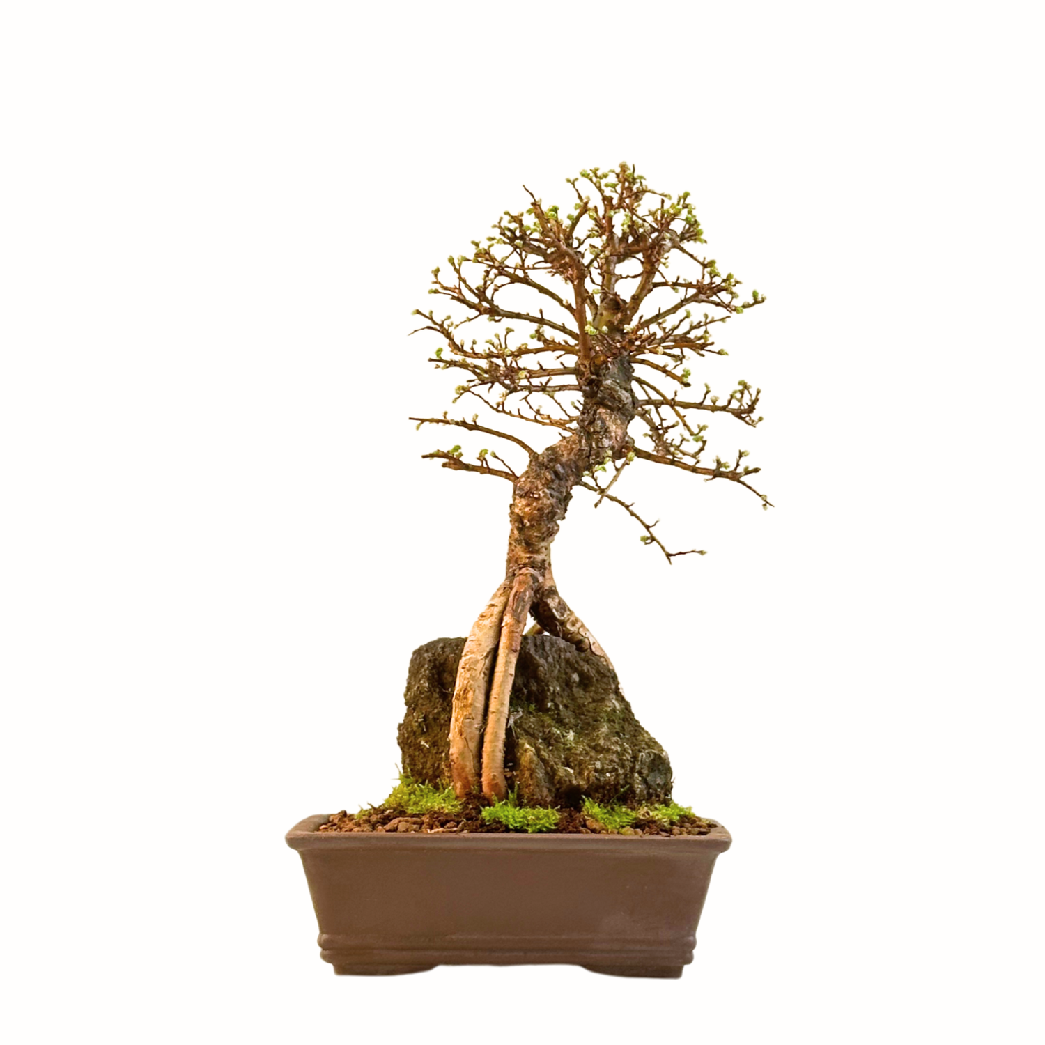 Ulmus parvifolia (Chinesische Ulme) Bonsai auf Fels – Korkrinden-Varietät II