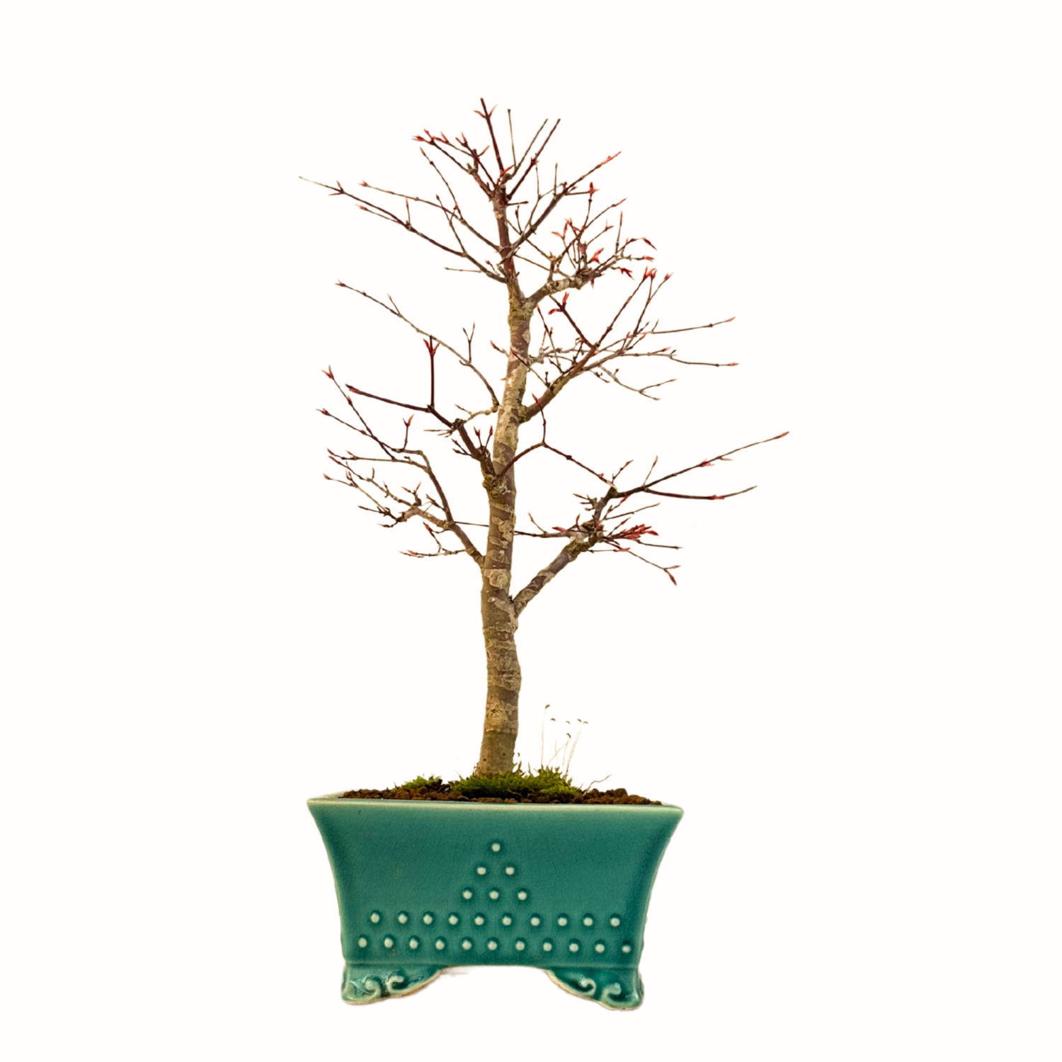 Deshojo Bonsai – Japanischer Fächerahorn Acer palmatum – Echtpflanze in Bonsaischale – Leuchtend Rot im Frühjahr