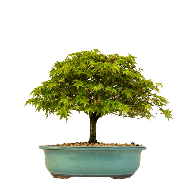 Bonsai Fächerahorn (Kiyohime) Japanese maple
