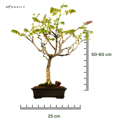 Jap. Blauregen bonsai - Wisteria Floribunda bonsai baum - Glyzinien-Bonsai-Baum (CA-0026)