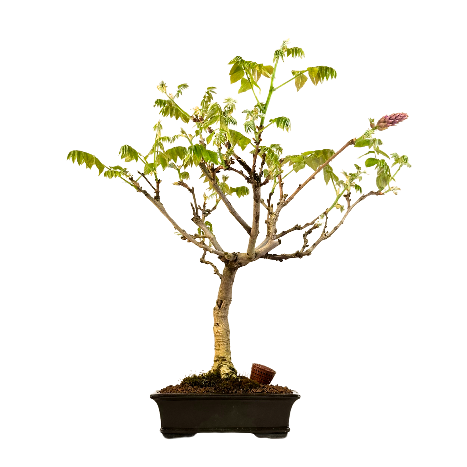 Jap. Blauregen bonsai - Wisteria Floribunda bonsai baum - Glyzinien-Bonsai-Baum (CA-0026)
