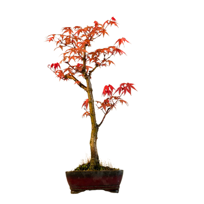 Japanese Acer Deshojo nicht veredelter Bonsai P15