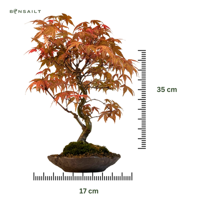 Japanese Acer Deshojo nicht veredelter Bonsai P17