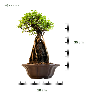 Ulmus parvifolia (Chinesische Ulme) Bonsai auf Fels – Korkrinden-Varietät IV