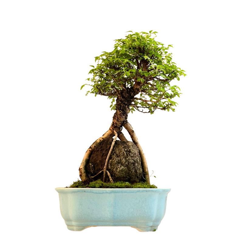 Ulmus parvifolia (Chinesische Ulme) Bonsai auf Fels – Korkrinden-Varietät II