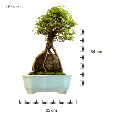 Ulmus parvifolia (Chinesische Ulme) Bonsai auf Fels – Korkrinden-Varietät II