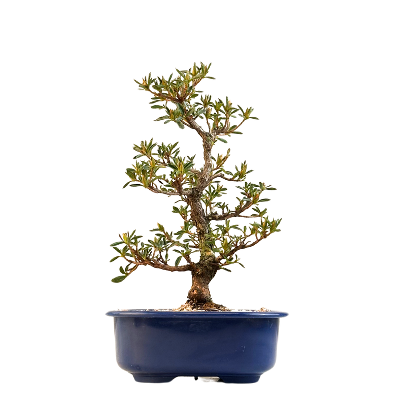 Satsuki Azalee Bonsai – Blühender Bonsai aus Japan im 18 cm Topf