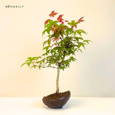 Deshojo Bonsai – Japanischer Fächerahorn P12 Acer palmatum – Echtpflanze in Bonsaischale – Leuchtend Rot im Frühjahr
