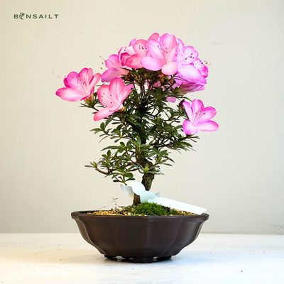 Satsuki Azalee Bonsai – Blühender Bonsai aus Japan im 17 cm Topf Nagisa-no-Kaori