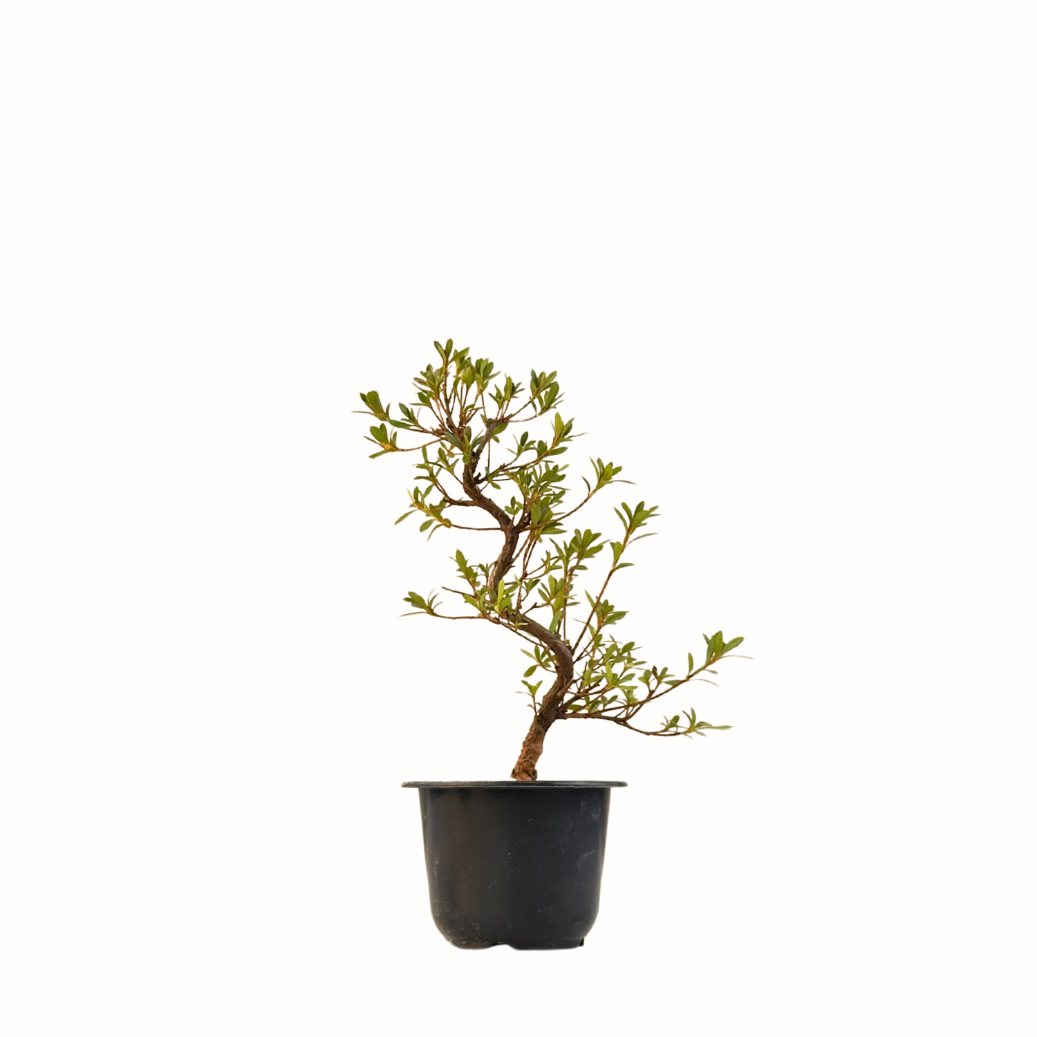 Satsuki Azalee Bonsai – Blühender Bonsai aus Japan im 12 cm Topf