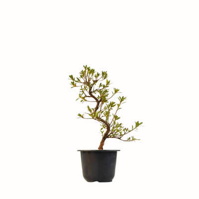Satsuki Azalee Bonsai – Blühender Bonsai aus Japan im 12 cm Topf