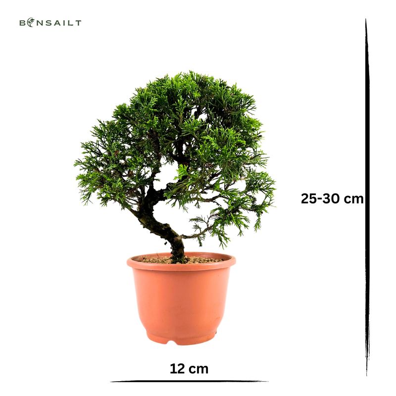 Wacholder bonsai - Juniper Itoigawa aus Japan P12