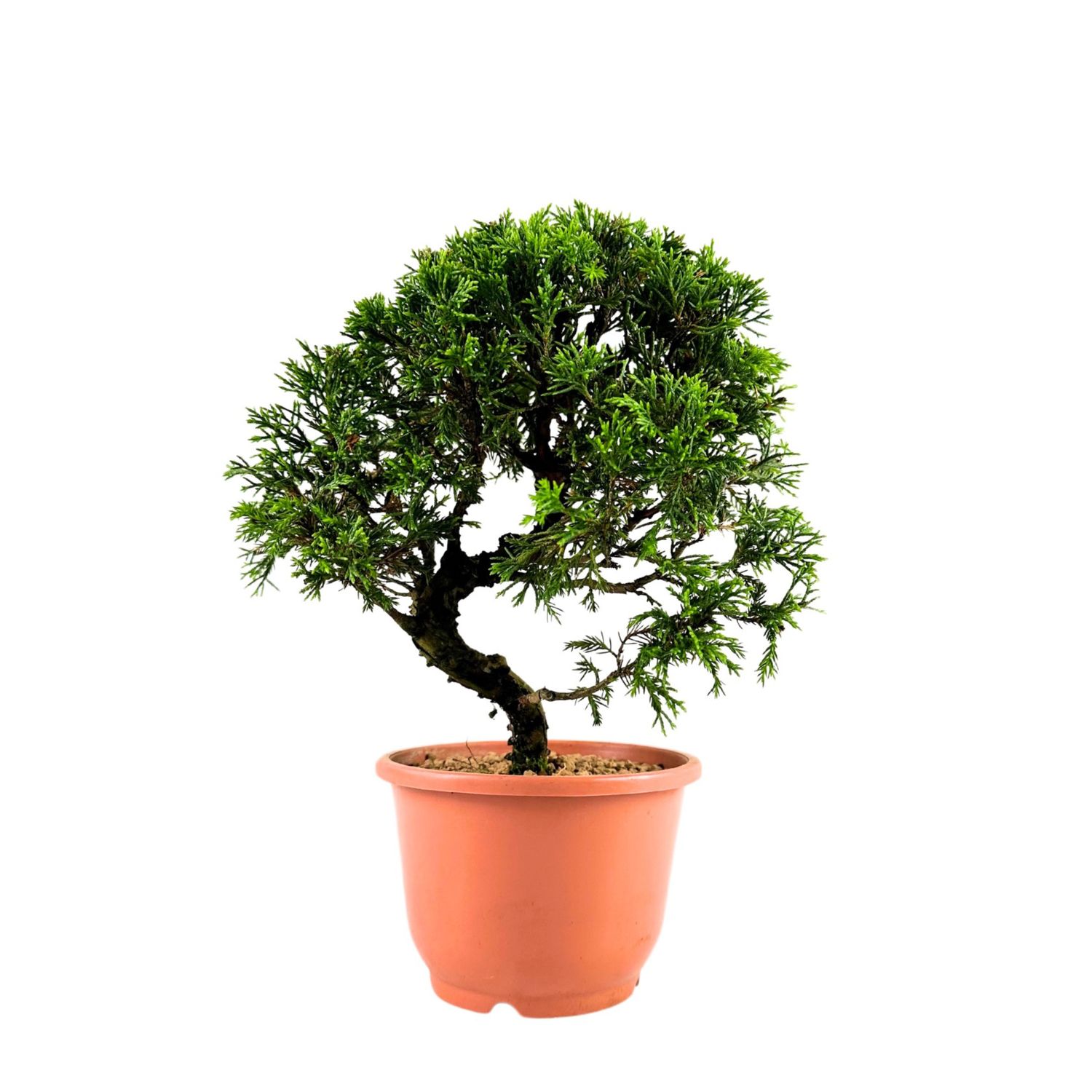 Wacholder bonsai - Juniper Itoigawa aus Japan P12
