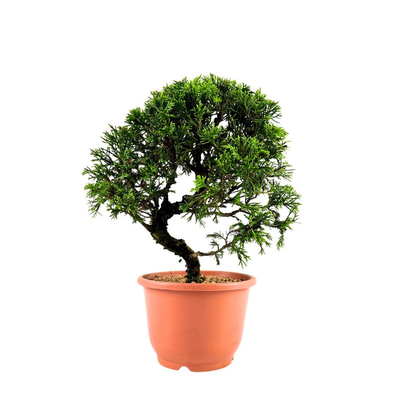 Wacholder bonsai - Juniper Itoigawa aus Japan P12