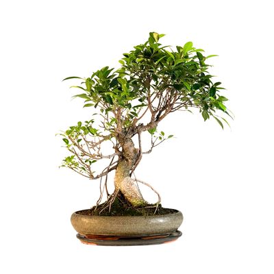 Ficus Bonsai P40 FIK01