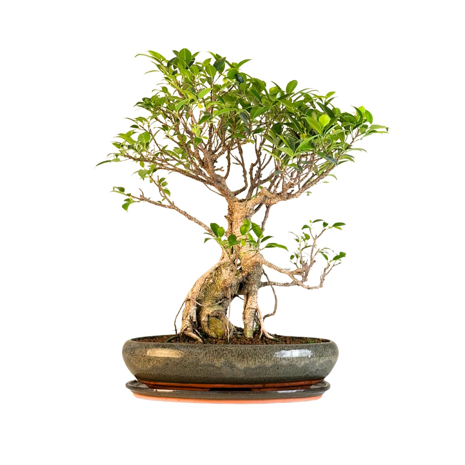 Ficus Bonsai P40 FIK02