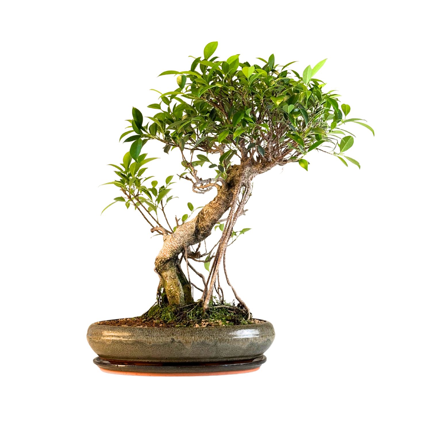 Ficus Bonsai P40 FIK03